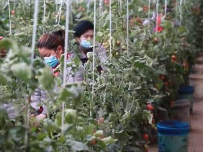 阿克苏地区发展现代设施农业助力乡村振兴“加速跑” 柔性材料加工设备